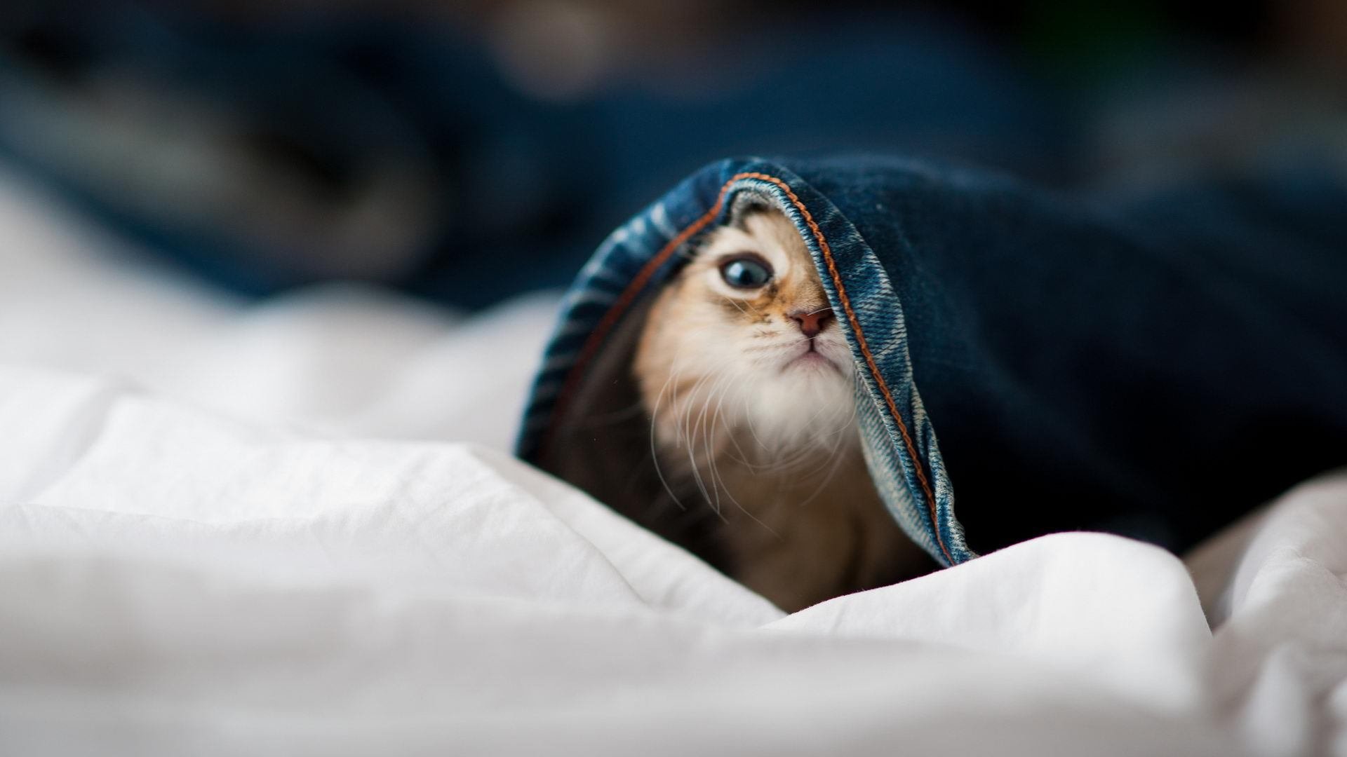 kaiyun体育app-全国青少年“篮球+人工智能”创新赛在成都盛大举行，推动科技赋能青训