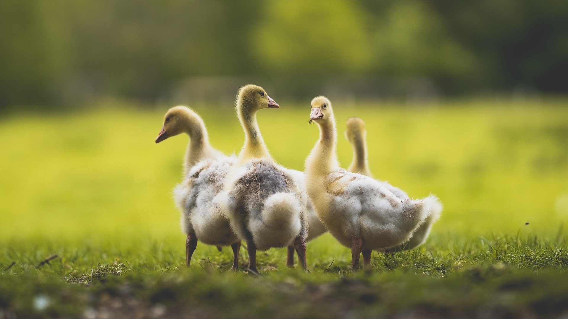 史上“爆炸”逆转:谁的逆转最令人激动?,爆炸翻转星