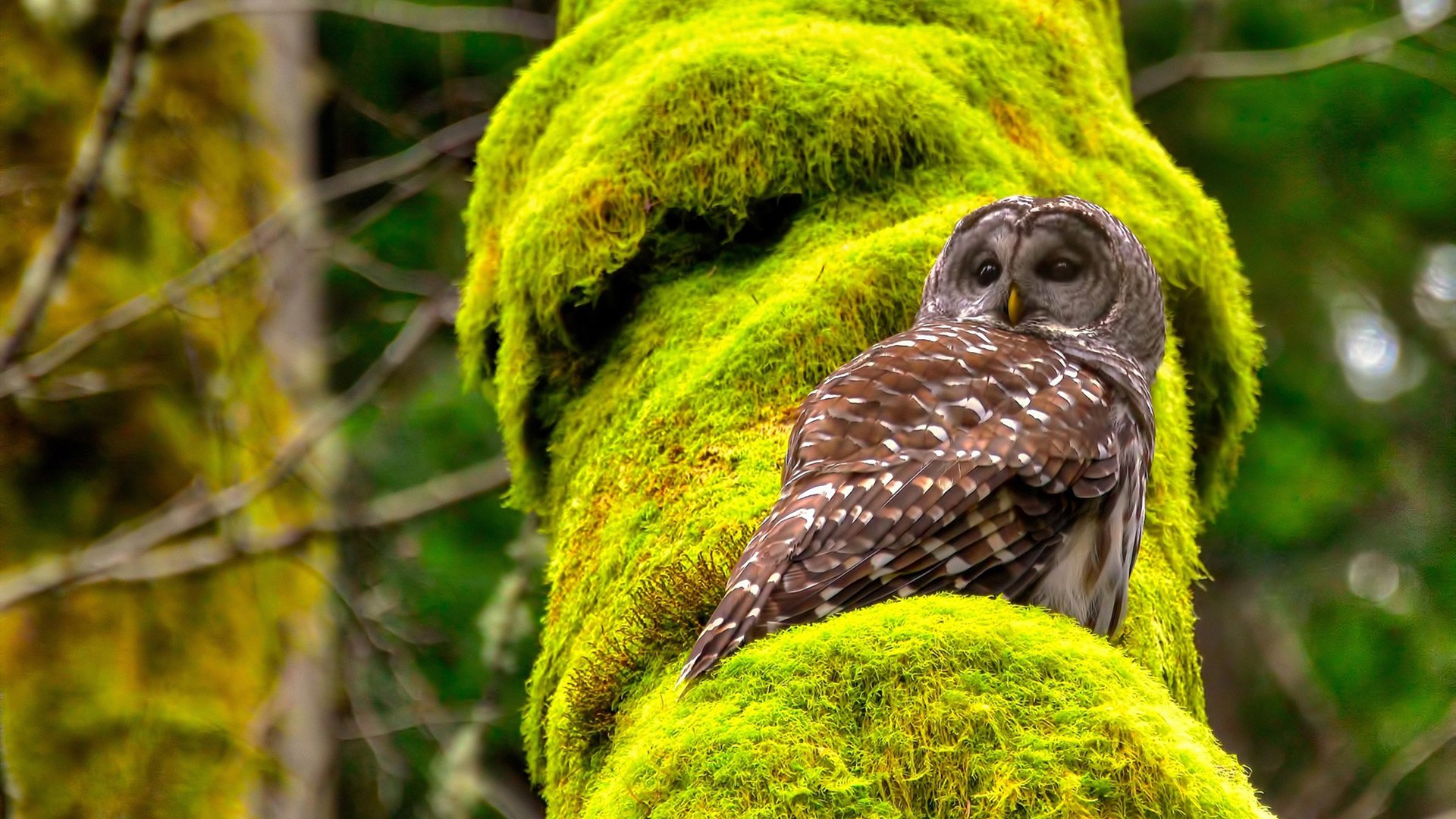 国家体育总局支持青少年篮球行业多元发展,行业规范不断完善,国家对青少年篮球的政策