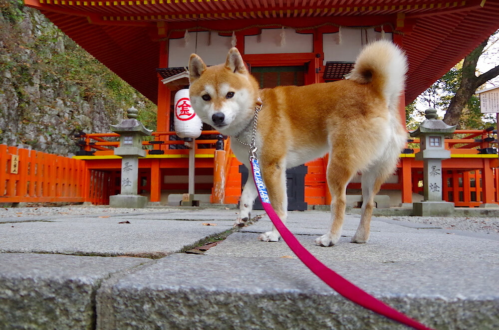 开云官方网站-多场比赛精彩瞬间综述，谁的表现最令人震惊？，回顾比赛精彩瞬间