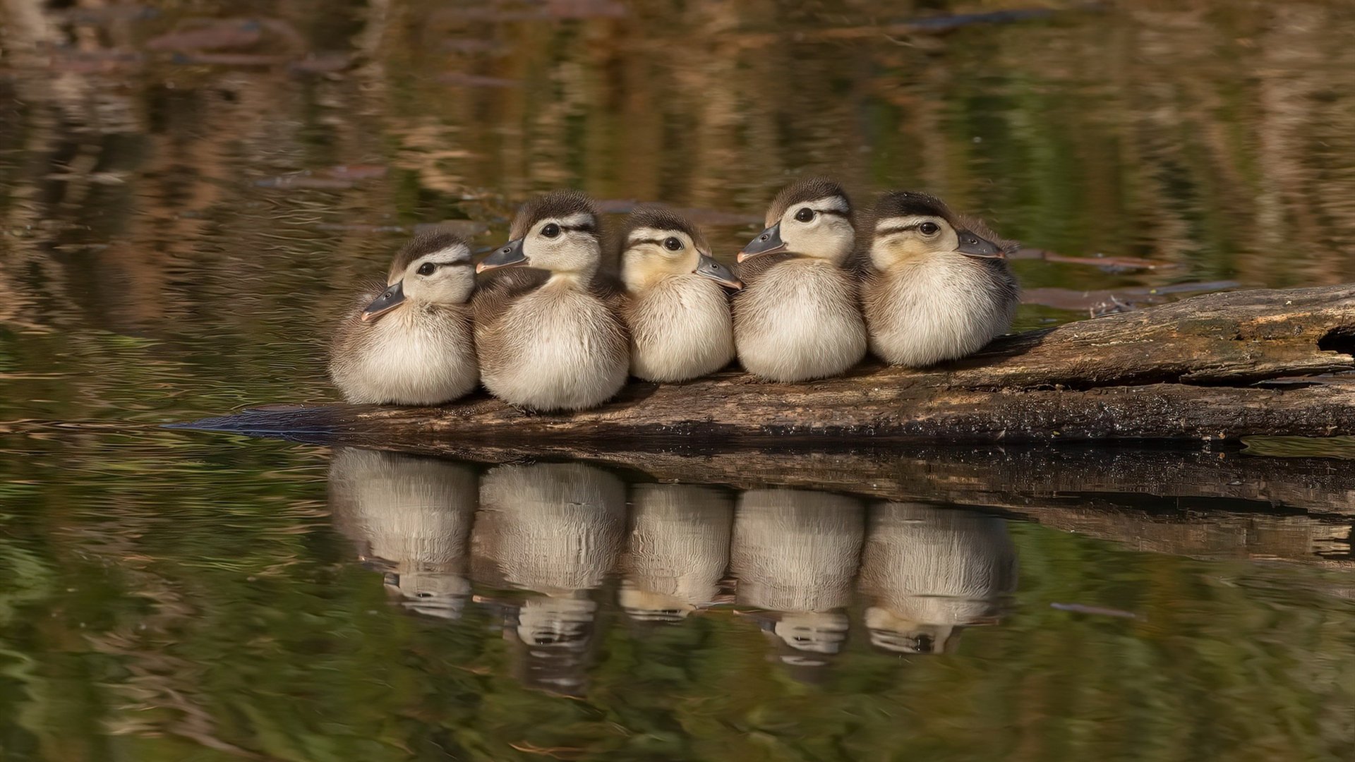 意甲新前锋连续多场进球,成为球队核心,意甲前瞻推荐