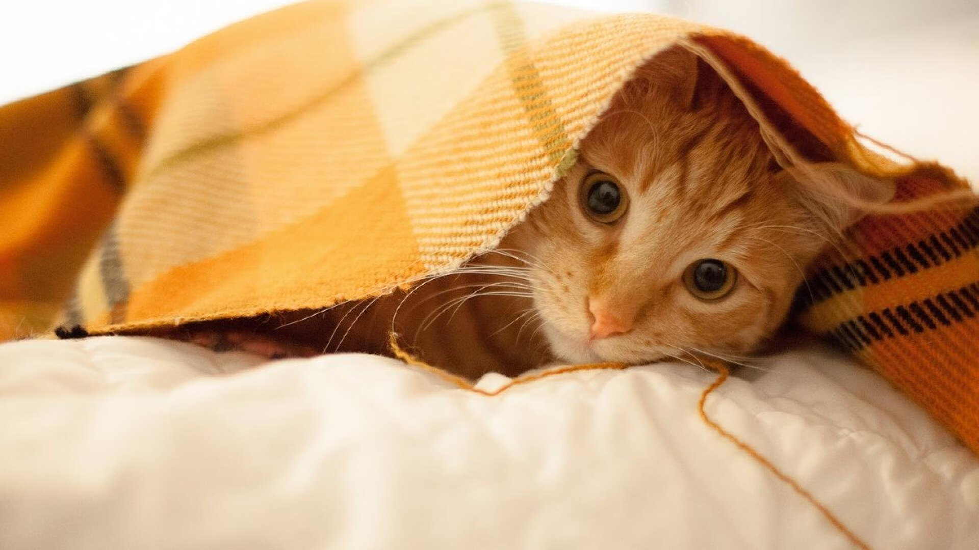 开云·Kaiyun网页版-星空下的极限徒步，挑战黑暗中的自然奇观，星空下的露营绘本