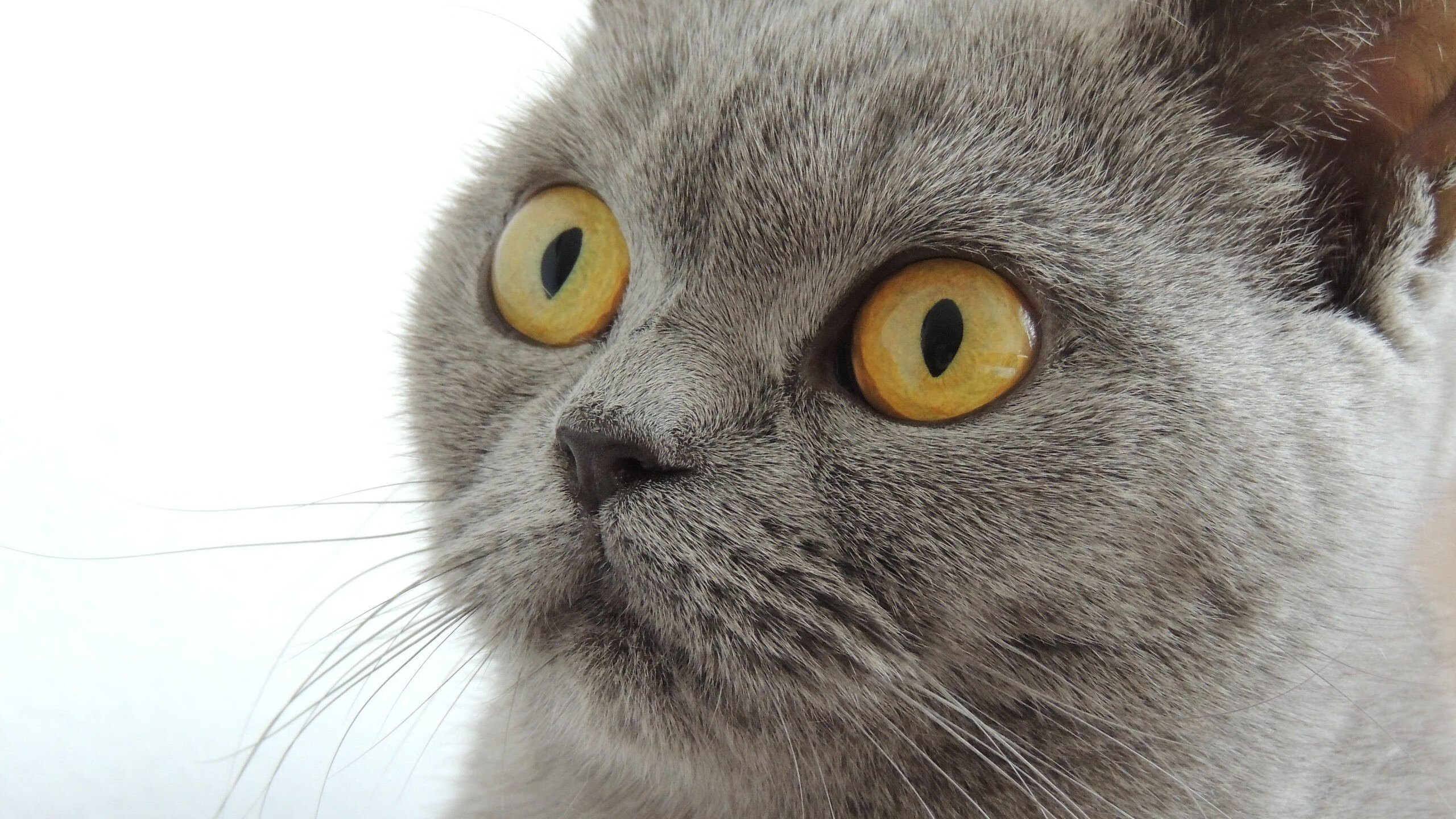 kaiyun开云·官方网站-特色海沿岸沙滩犁地赛，绿海蓝天中的生态运动，犁地 视频