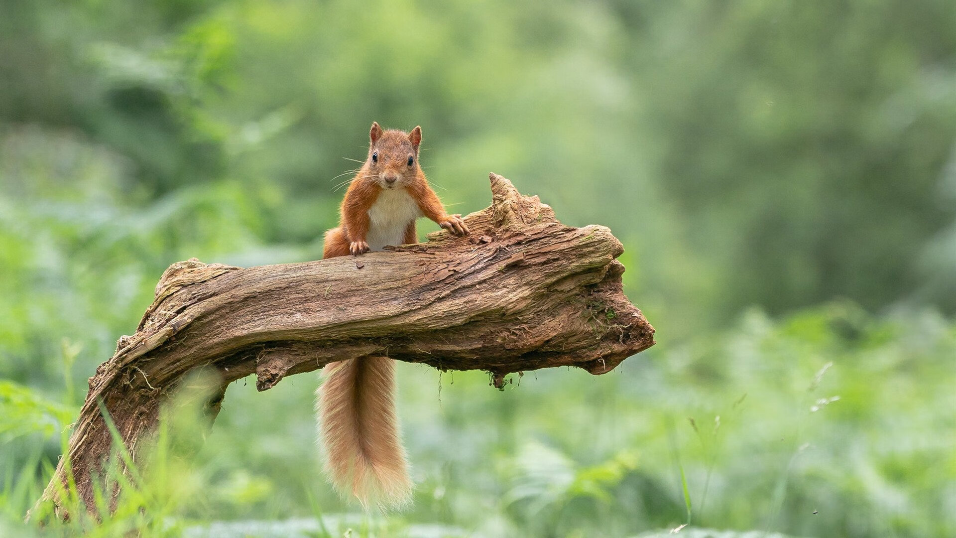 kaiyun中国官方网站-终极决战：总冠军争夺战的巅峰对决，终极决战的意思