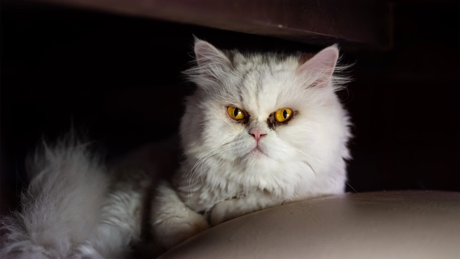 开云官网APP下载-蒙扎在意甲联赛中排名垫底，惨遭降级。，意乙蒙扎主帅