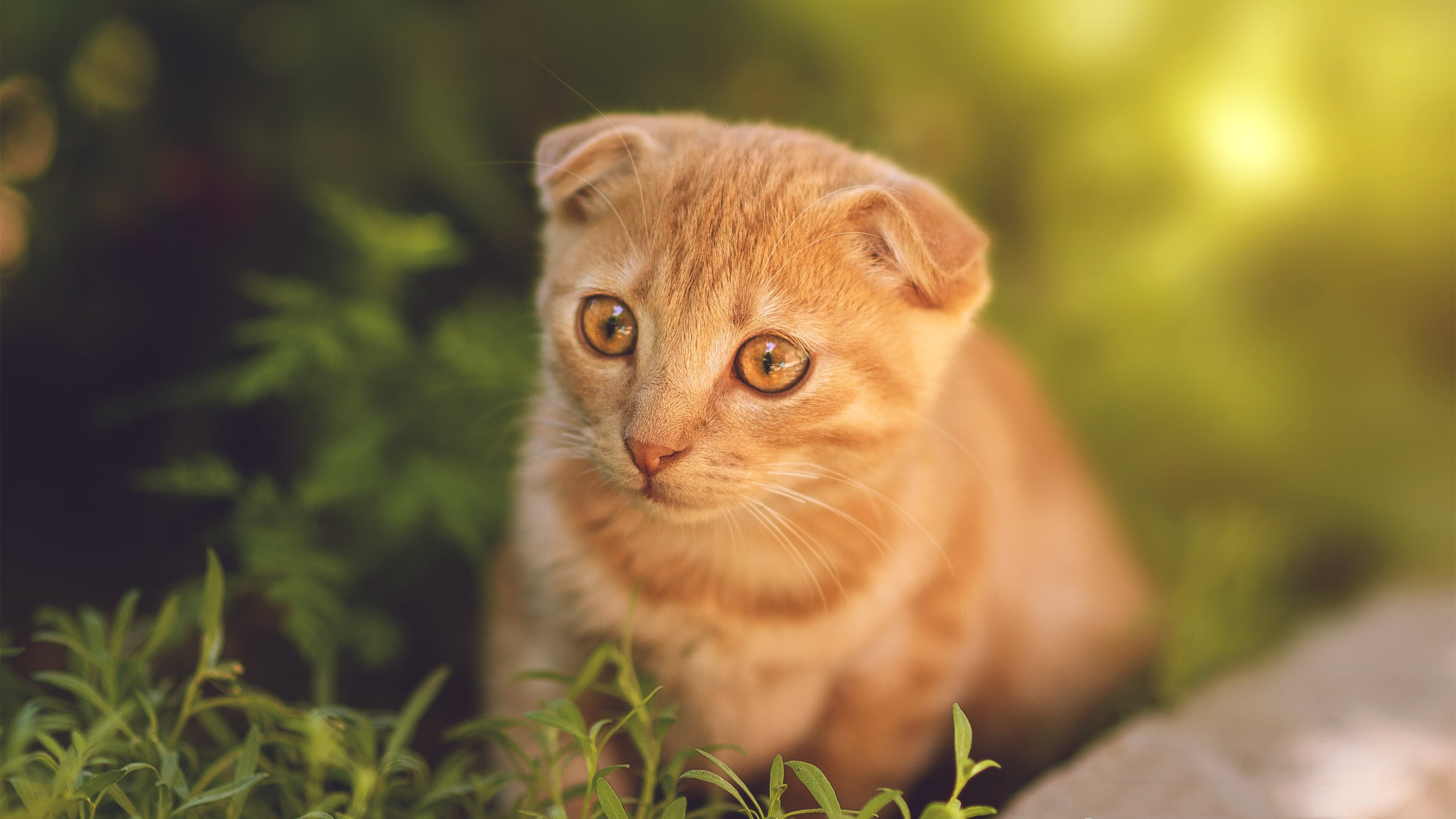 蒙扎在意甲联赛中排名垫底,惨遭降级。,意乙蒙扎主帅