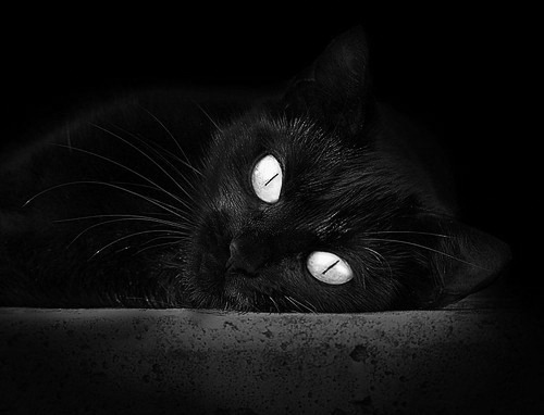 KAIYUNAPP-上海海港主帅谈球队未来，上海海港主力阵容