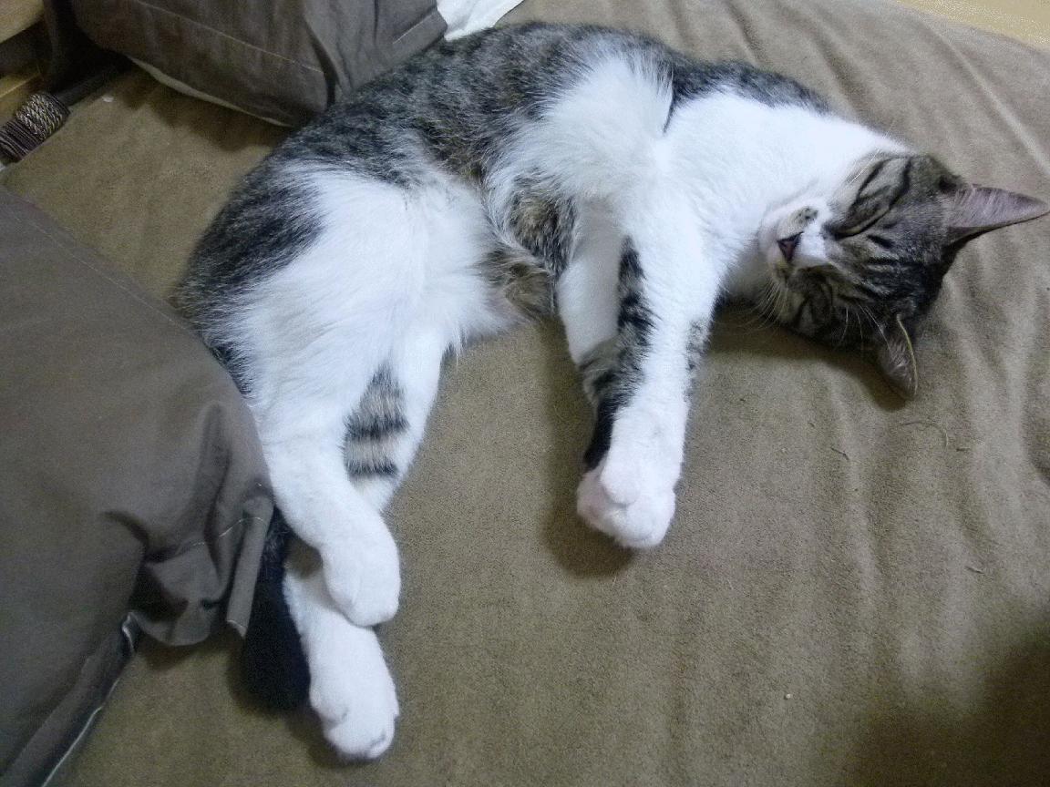 乌拉圭队中场卡瓦尼在巴黎奥运会上展现出强大的进攻组织能力,乌拉圭球员