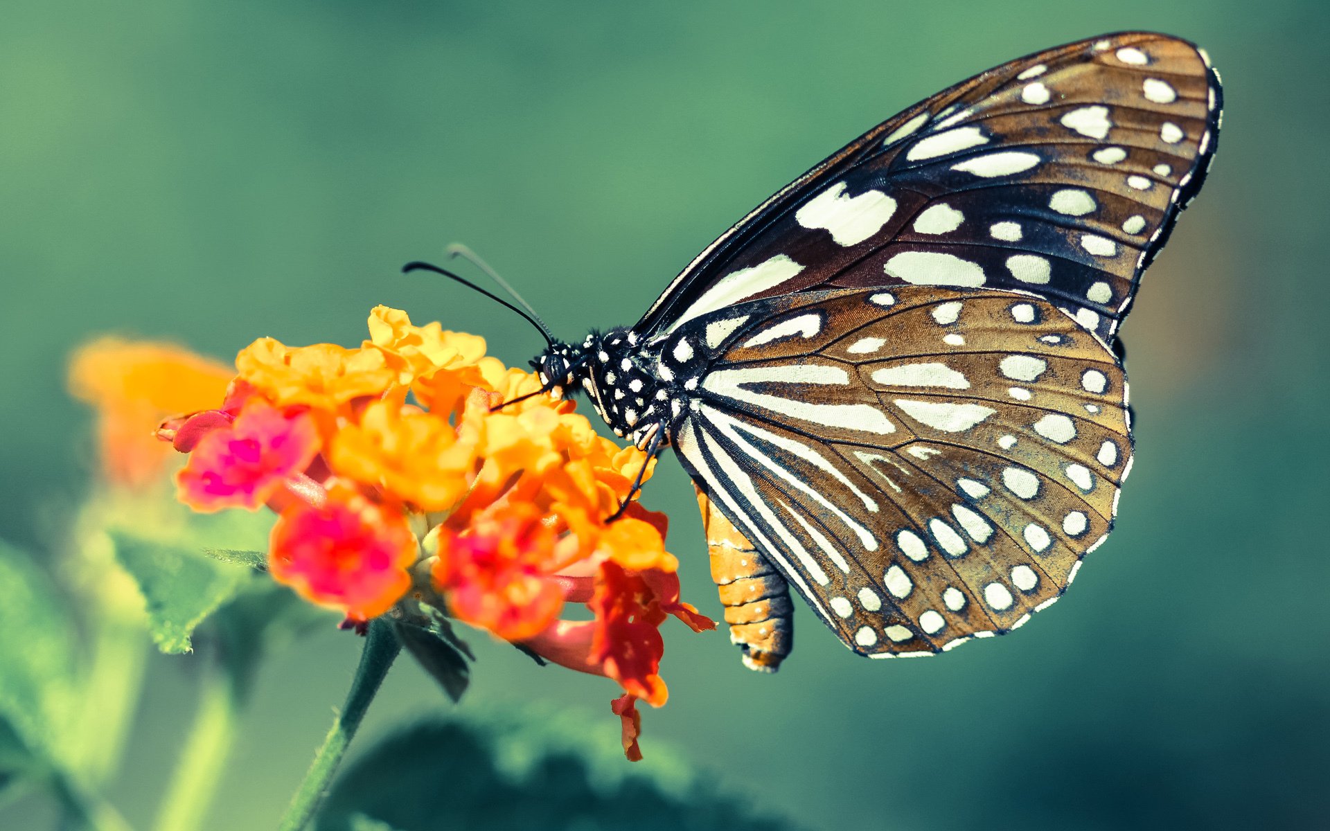 开云体育APP下载-国际足球赛事中精彩纷呈，吸引球迷目光，国际足球那些事