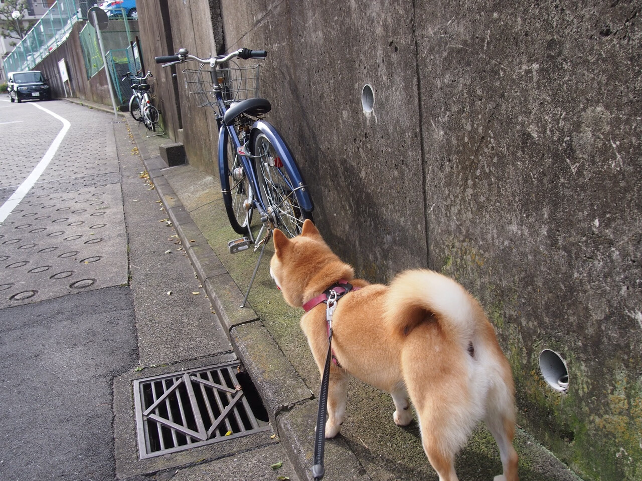开云网页版登录入口-山西汾酒 防守效率提升，山西汾酒如何
