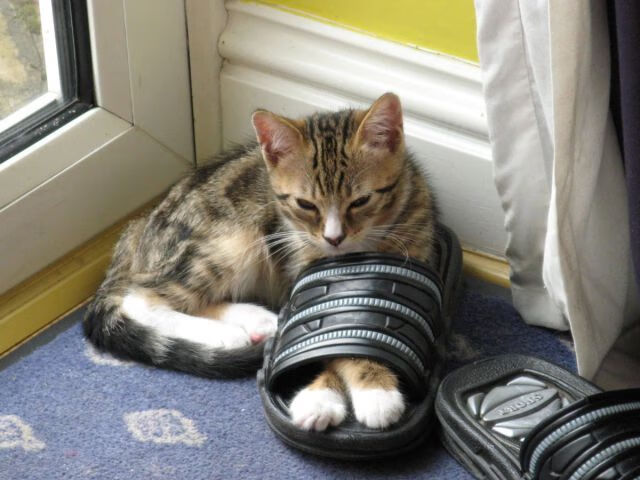 kaiyun开云·官方网站-德国女子200米蝶泳选手在预赛中表现出色，晋级半决赛，女子200米蝶泳决赛东京奥运会