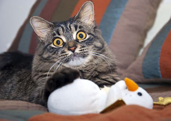 开云官方网站-意大利柔道选手在男子比赛中获得铜牌，巴西柔道大师