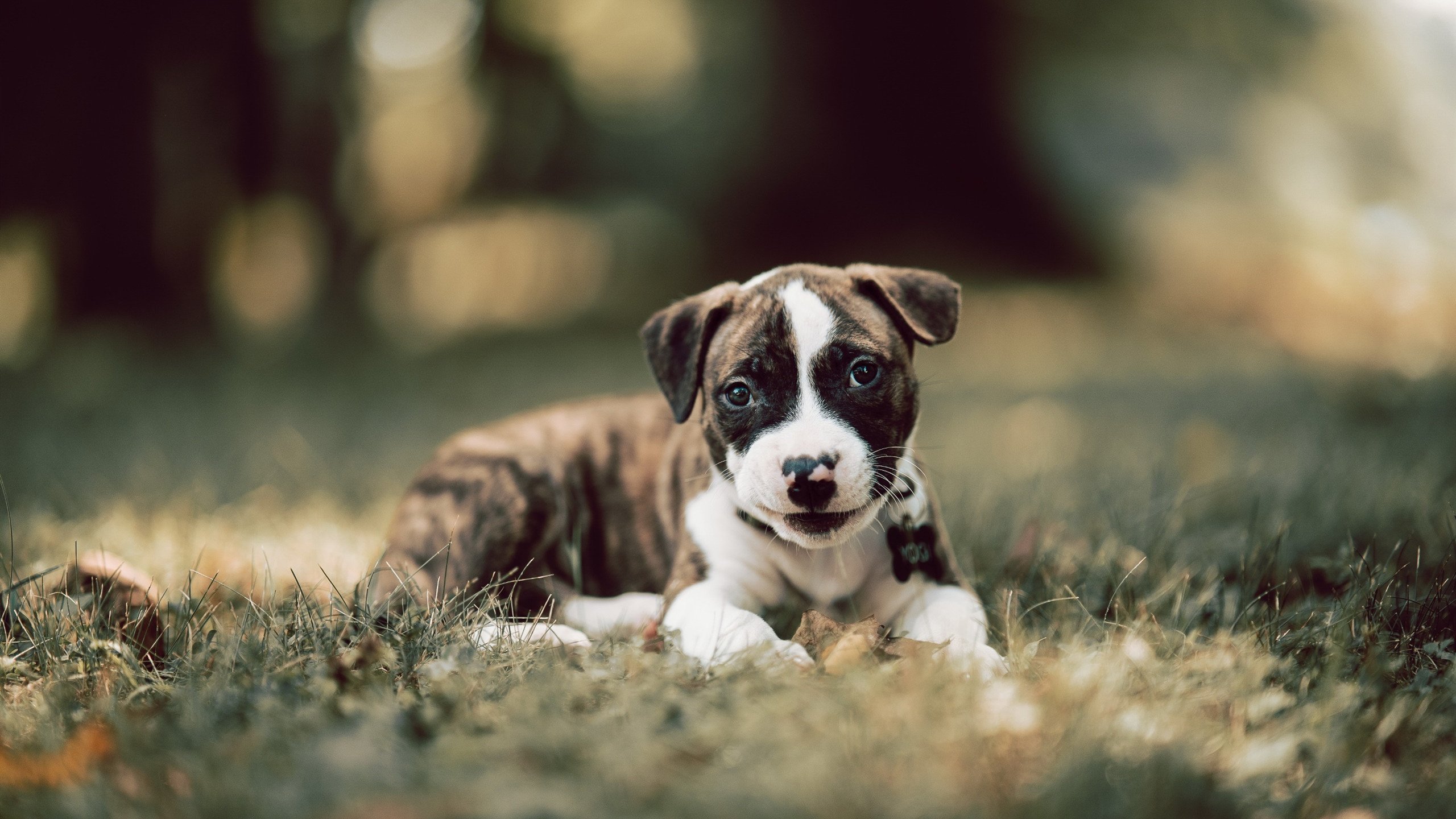 kaiyun登录入口-火爆对决引发球迷狂热，胜者笑逐颜开，火爆对决2