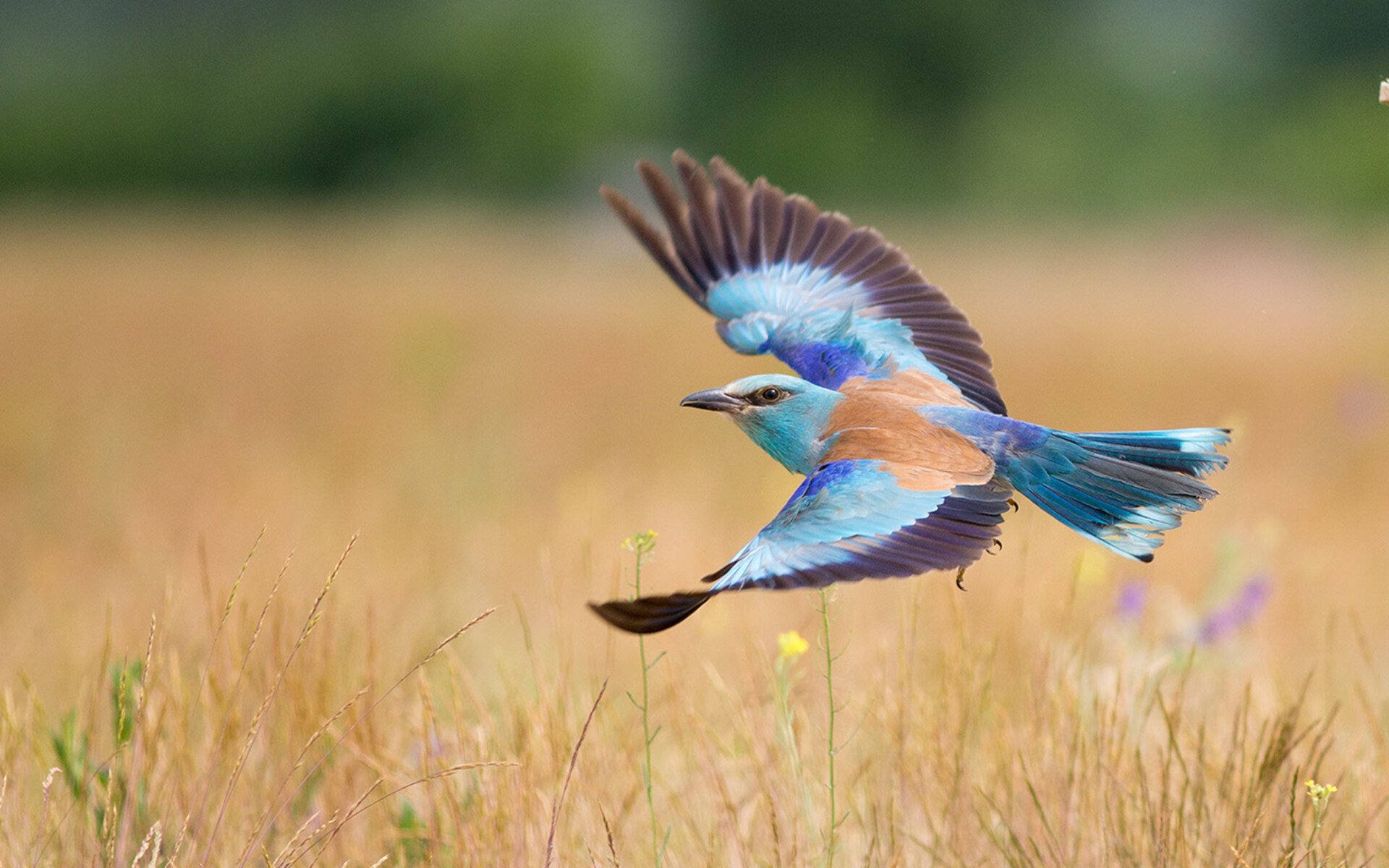 开云官方网页登录-英格兰力克法国，收获历史首枚奥运奖牌，英格兰奥运会足球名单