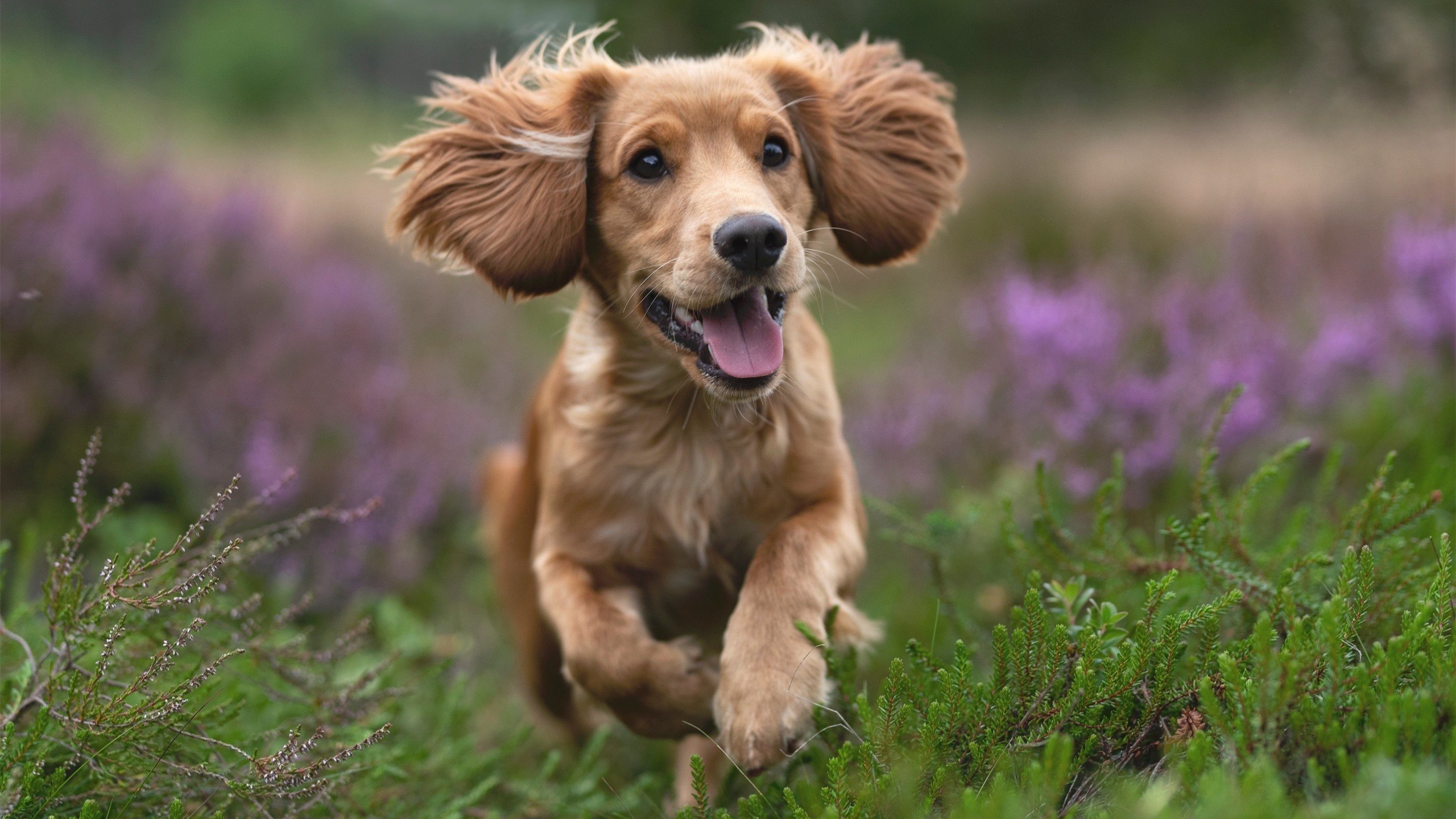 萨索洛是否应调整防守策略,萨索洛对萨勒尼