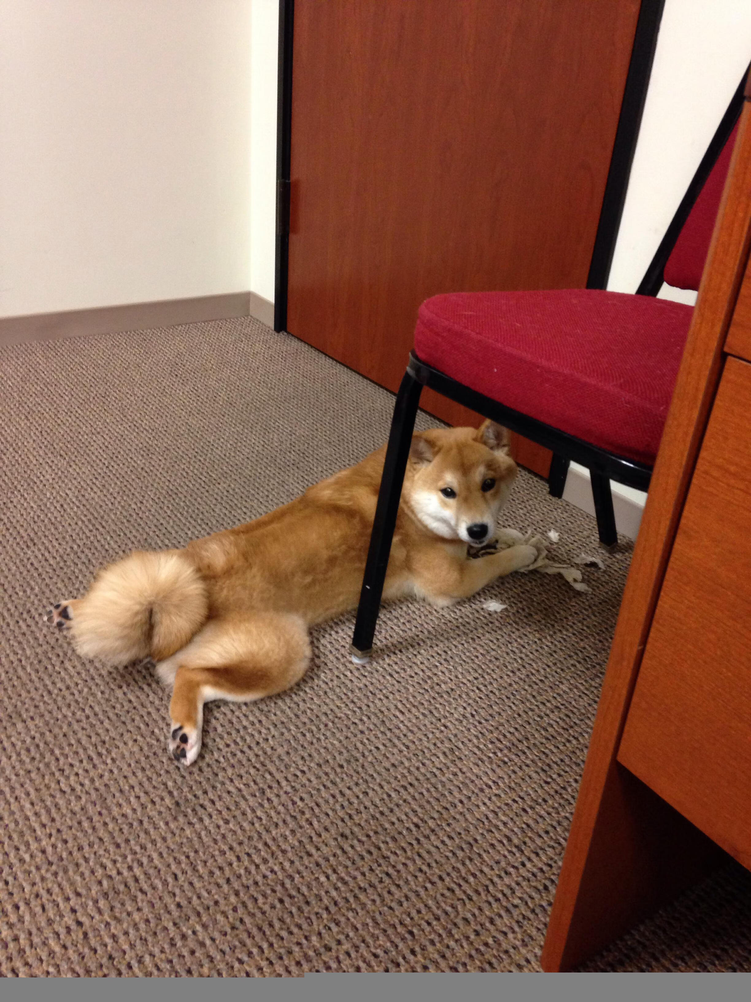 世界残疾人游泳锦标赛中国斩获五金,中国残疾人游泳运动女冠军视频