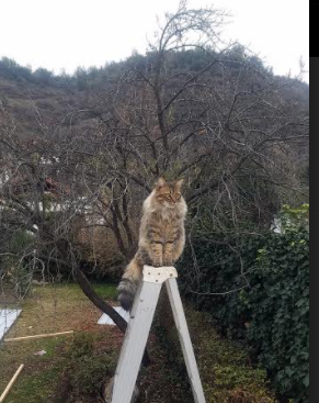 中国篮球职业俱乐部青训人才培养模式探索,篮球青训队招聘条件