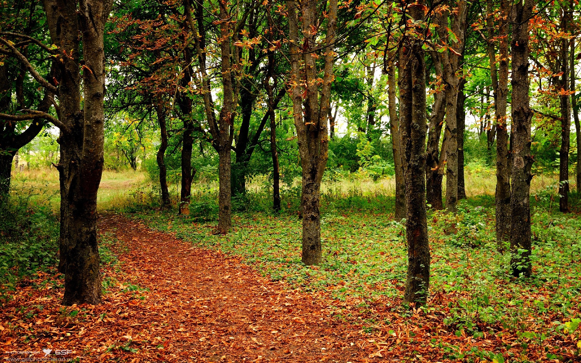 体育社交App用户行为路径与交互机制研究,体育用户特点