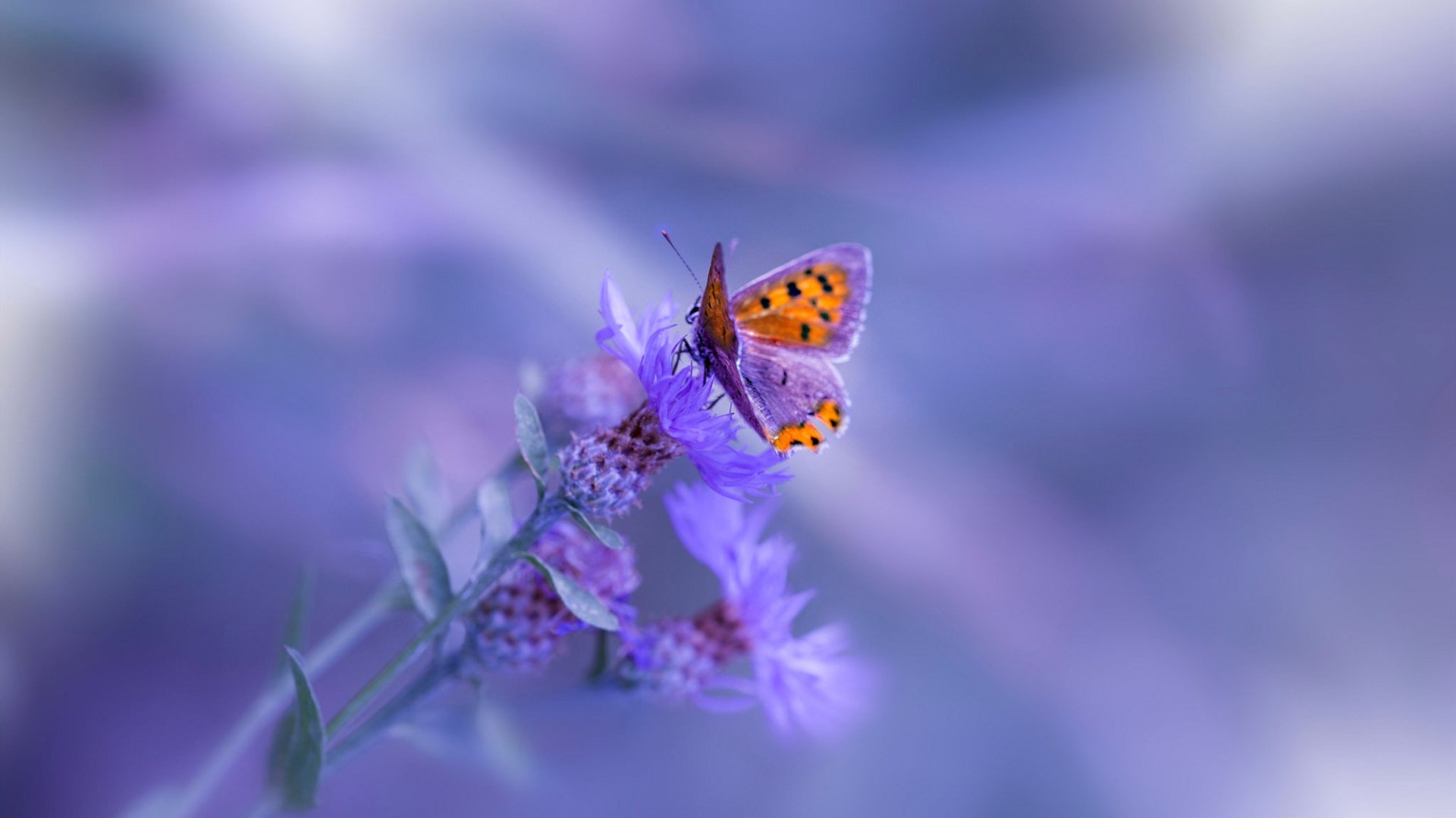 kaiyun官方入口登录-体育赛事数字营销策略，体育赛事的营销策略