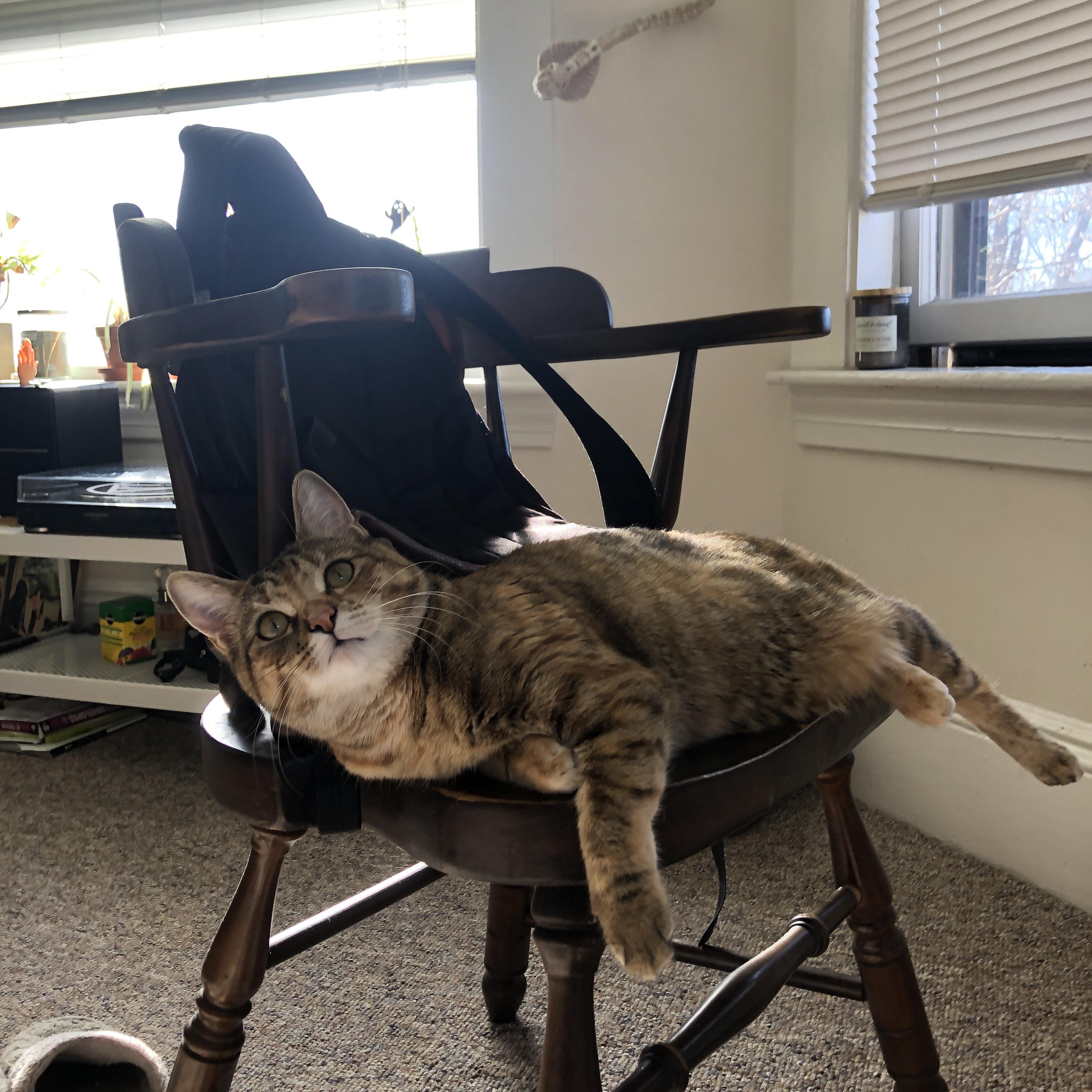 篮球专项体能训练周期管理技术,篮球项目体能训练计划