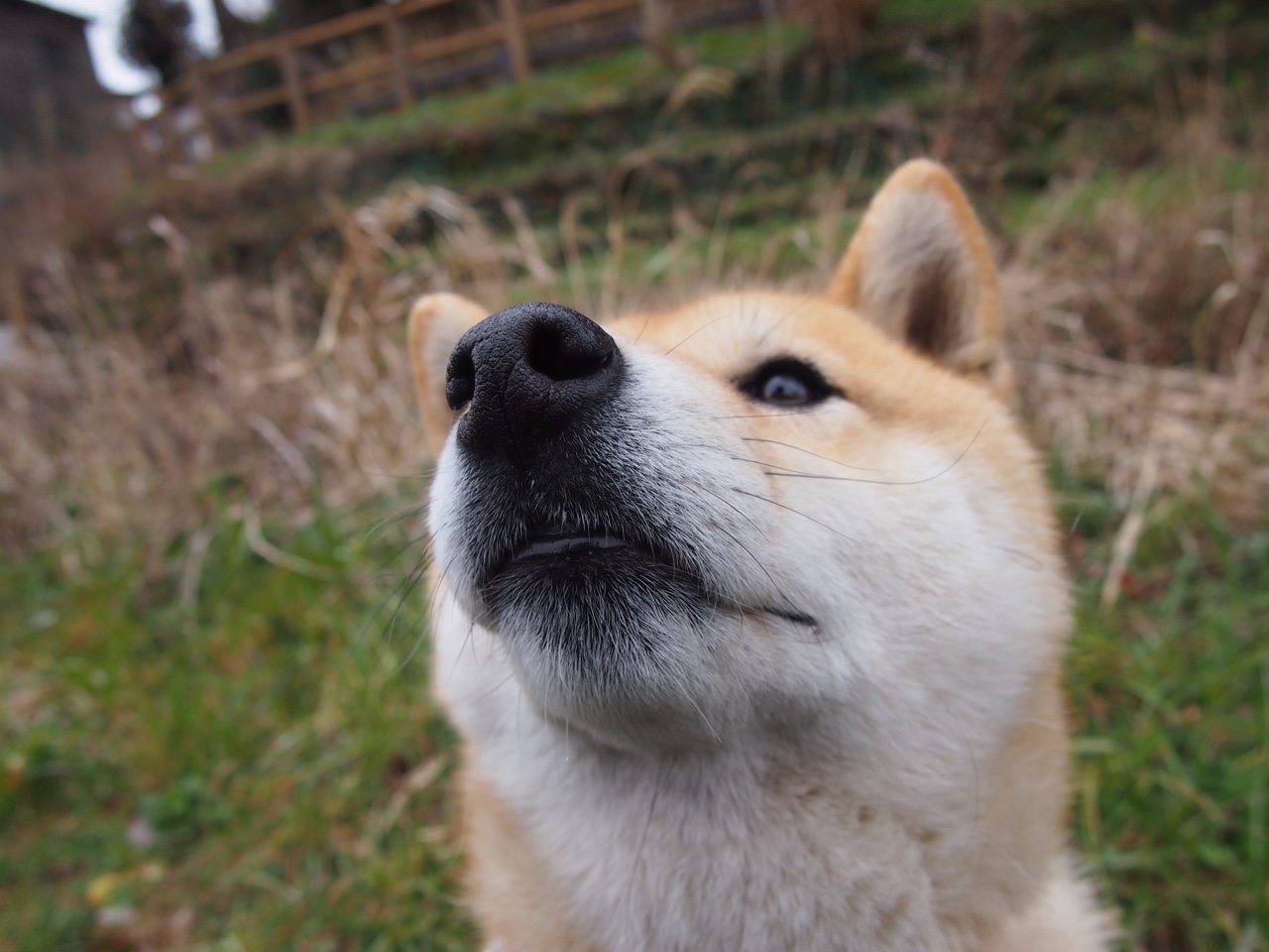 开云平台-女子200混澳洲双将晋级前四，澳大利亚女子