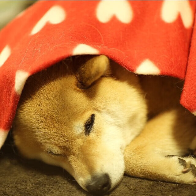 搏击赛场竞争激烈运动精神展现,搏击比赛现场