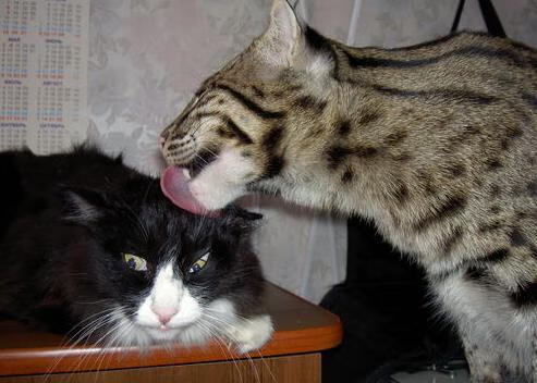 KAIYUN 中国大陆-王者荣耀赛场节奏变化快选手临场应变成重点，王者荣耀节奏变快了吗