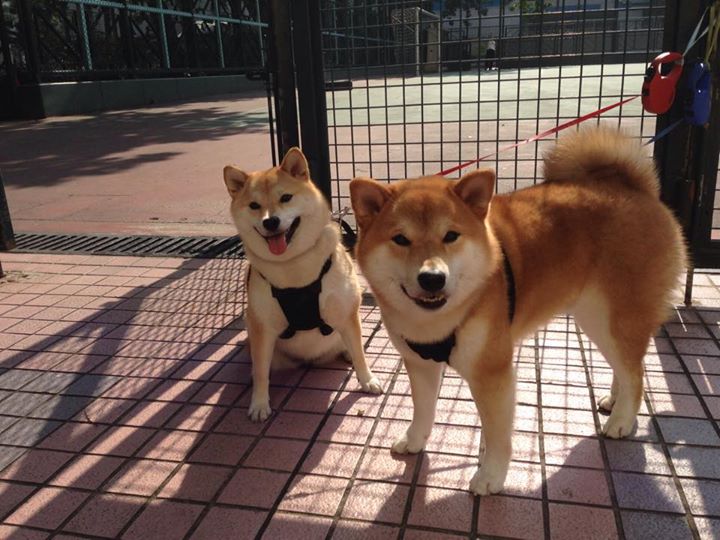 kaiyun官方网站-蝶泳划水节奏与疲劳对抗分析出炉，蝶泳划水动作