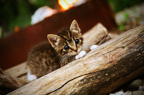 乌干达女篮在非洲锦标赛中稳步前进,体育水平持续提升,非洲乌干达来