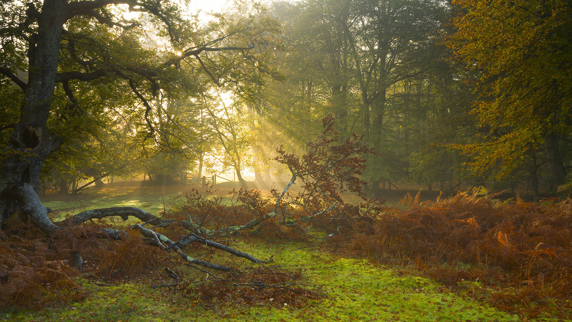 kaiyun网站-伊朗队战术纪律严明，亚洲强队地位稳固，伊朗足球队战绩