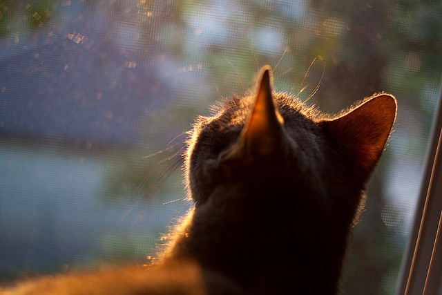 德甲联赛的裁判自动判罚技术应用,法甲裁判