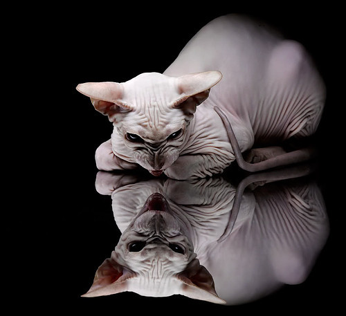 拜仁技惊四座全场沸腾德甲焦点战,拜仁经典比赛