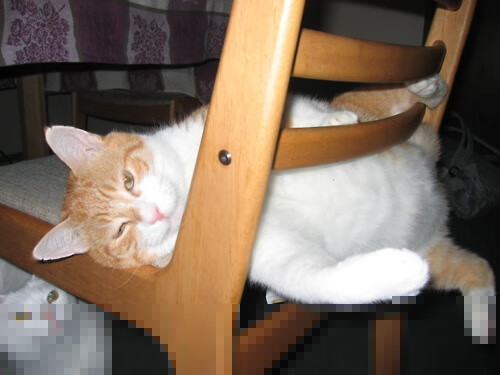 法国橄榄球在亚洲市场的扩张迎来新机会,法国橄榄球大片